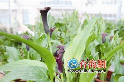 世界首例深紫色马蹄莲切花在漳州开发区绽放_台海网